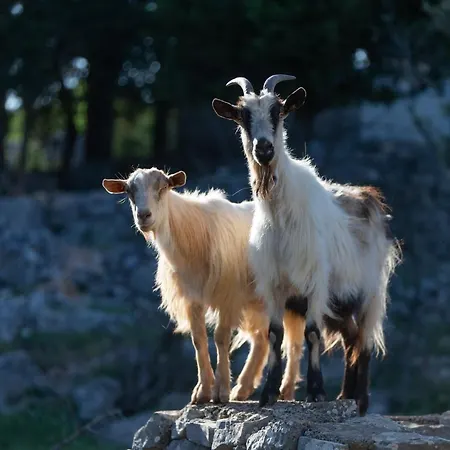 Anja וילה Pražnice