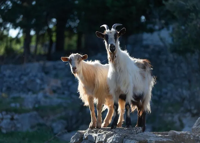 Anja Βίλα Pražnice